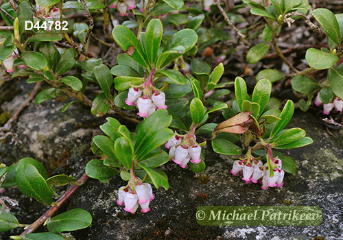 Bearberry (Arctostaphylos uva-ursi)